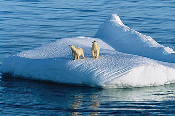 bears on berg