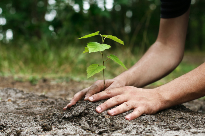 planting trees 2