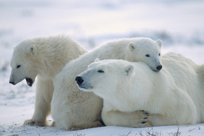 polar bear family