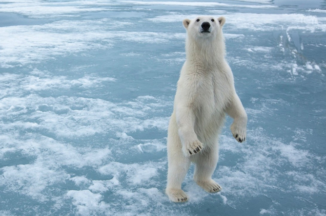 standing polar bear