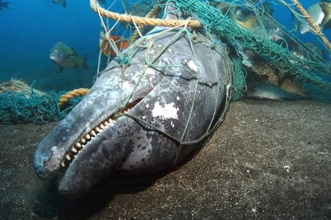 dolphin in net