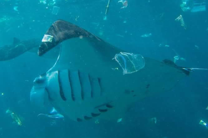 manta ray