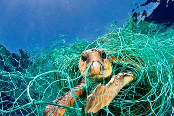 sea turtle in net