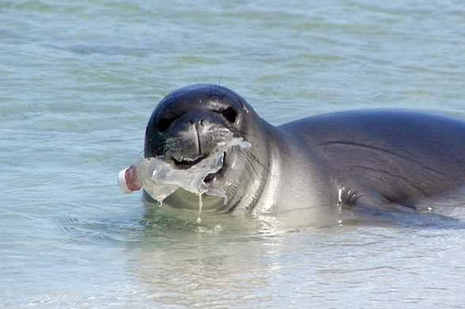 seal