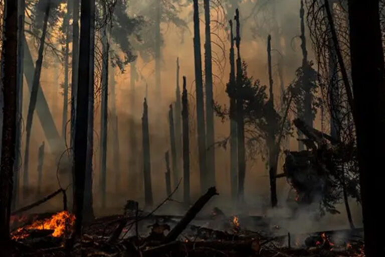 Burnt forest
