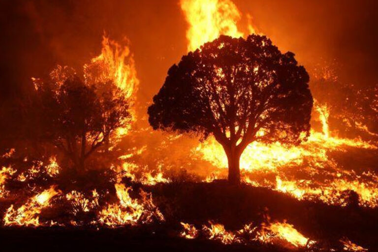 Forest Fires 2